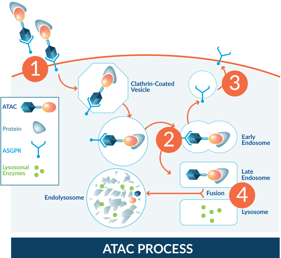 ATAC Process