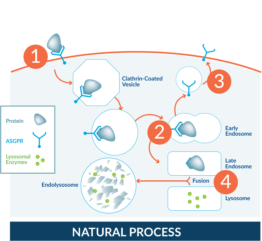 Natural Process